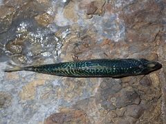 Scomber australasicus