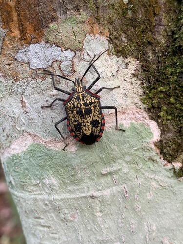 Atelocera serrata
