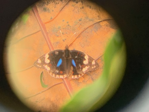Blue-spot Pansy