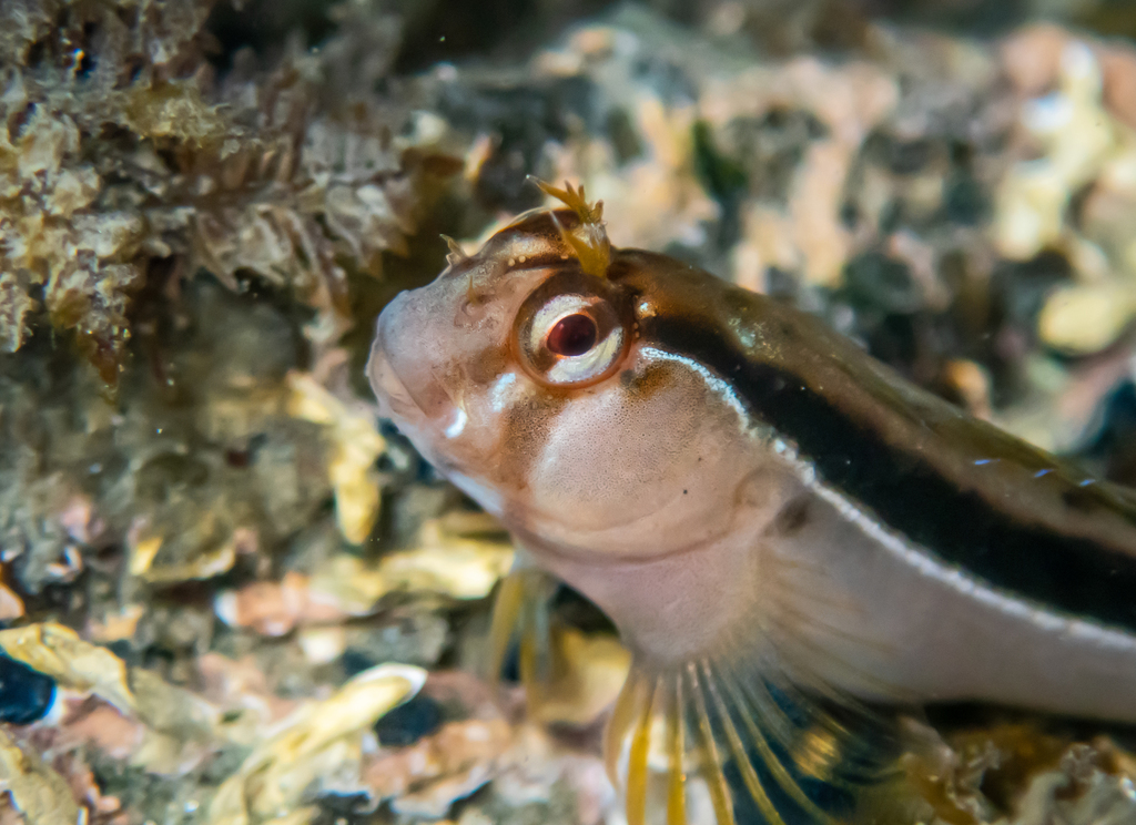 Crested Blenny