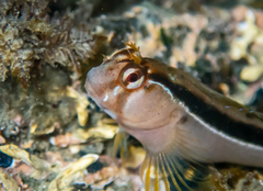 Crested Blenny photo 1