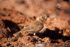 Black-Crowned Sparrow-Lark photo 2