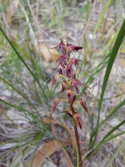 Genoplesium filiforme
