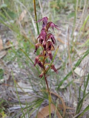 Genoplesium filiforme