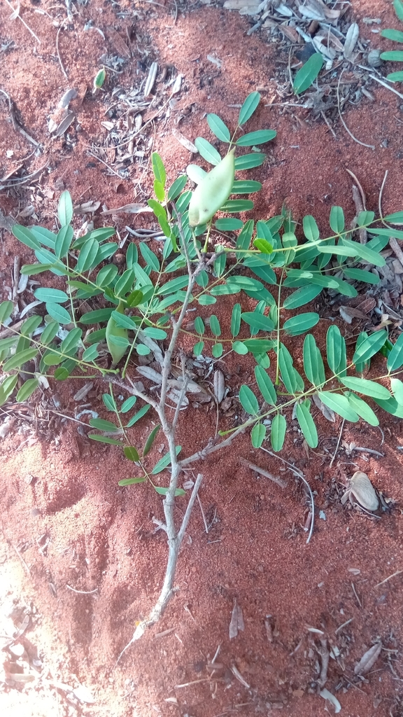 Dicraeopetalum