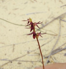 Genoplesium filiforme