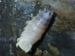 Ceratothoa