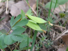 Corydalis pumila