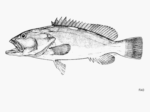 Indistinct grouper (Epinephelus indistinctus) — Serranidae