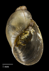 Austropeplea brazieri