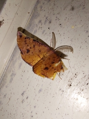 Onycodes traumataria