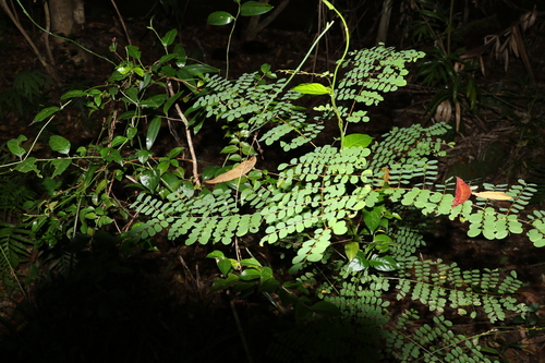 Image of Mezoneuron scortechinii by (c) Greg Tasney, some rights reserved (CC BY-SA)