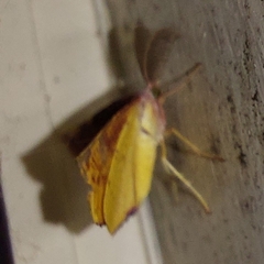 Onycodes traumataria
