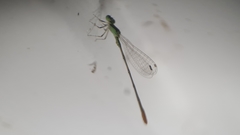 Agriocnemis pygmaea