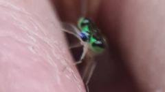 Agriocnemis pygmaea