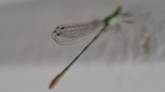Agriocnemis pygmaea