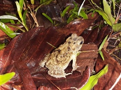 Ingerophrynus macrotis