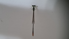 Agriocnemis pygmaea