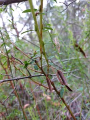 Bossiaea stephensonii