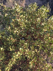 Arctostaphylos glauca