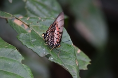 Charaxes zingha