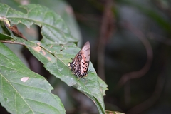 Charaxes zingha