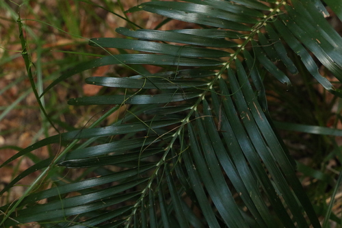 Image of Macrozamia lucida by (c) Greg Tasney, some rights reserved (CC BY-SA)