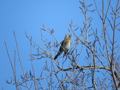 Turdus pilaris