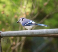 Cyanocitta cristata