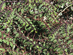 Ziziphus hajarensis