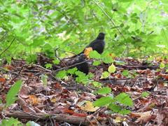 Turdus merula