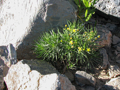 Euryops arabicus