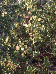 Arctostaphylos glauca