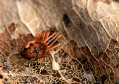 Pachygnatha listeri