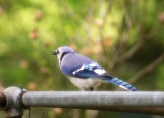 Cyanocitta cristata