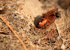 Pachygnatha listeri