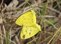Eurema alitha
