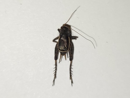 ambitious ground cricket
