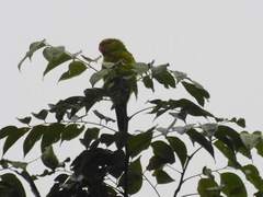 Trichoglossus euteles