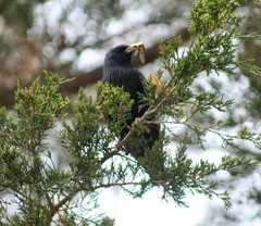 Sturnus vulgaris