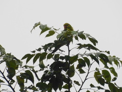 Trichoglossus euteles