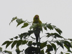 Trichoglossus euteles