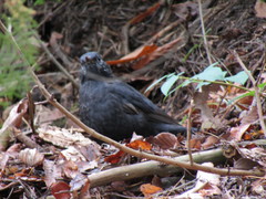 Turdus merula