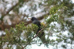 Sturnus vulgaris