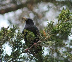 Sturnus vulgaris