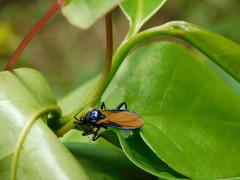 Ectrychotes praestans