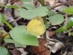 Eurema alitha