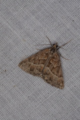 Dichromodes poecilotis