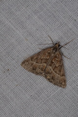 Dichromodes poecilotis