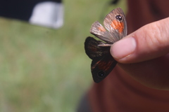 Stygionympha wichgrafi